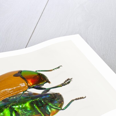 Jewel Beetle Metaxymorpha nigrofasicata by Anonymous