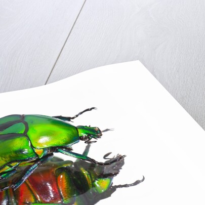 Asian flower beetle Rhomborrhina gigantea green reflecting underside mirror like. by Anonymous
