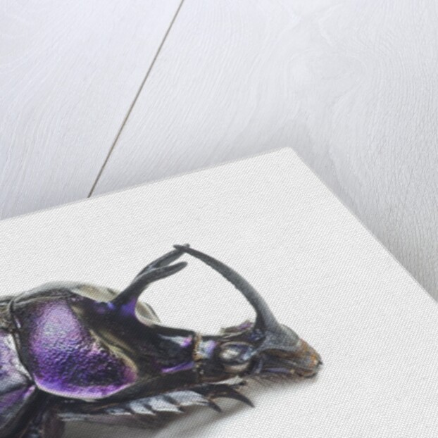 Purplish beetle with armor Enoplotrupes sharpi from Thailand by Anonymous