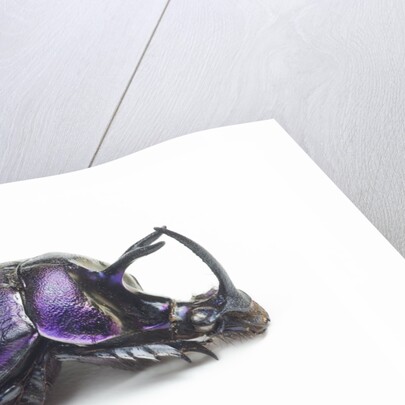 Purplish beetle with armor Enoplotrupes sharpi from Thailand by Anonymous