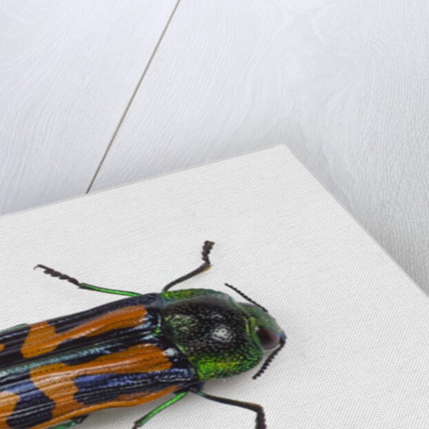 Small beetle Conognatha errata from Chile by Anonymous