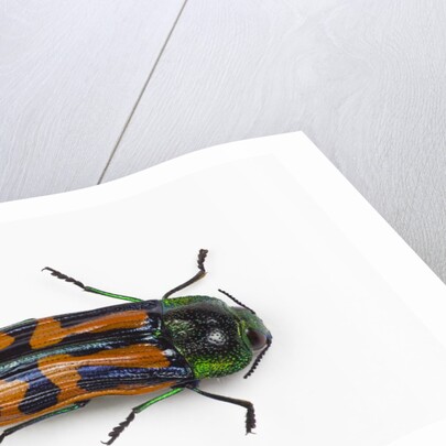Small beetle Conognatha errata from Chile by Anonymous
