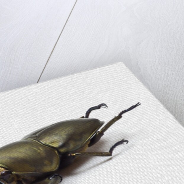 Large front pinchers of beetle in Lucanidae Family by Anonymous