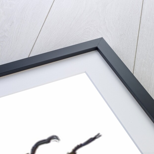 Large front pinchers of beetle in Lucanidae Family by Anonymous