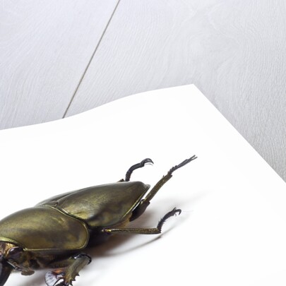 Large front pinchers of beetle in Lucanidae Family by Anonymous