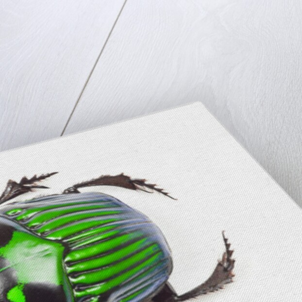 Green Dung Beetle male Oxysternon conspicillatum as viewed from the top by Anonymous