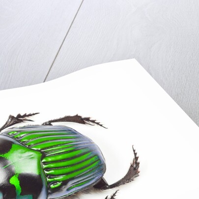 Green Dung Beetle male Oxysternon conspicillatum as viewed from the top by Anonymous