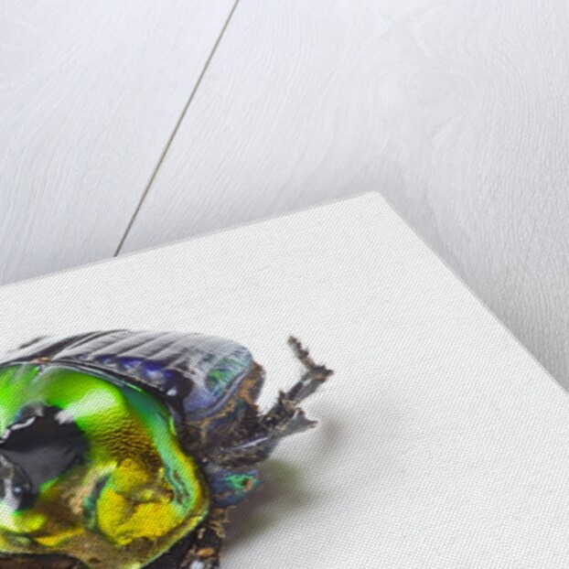 Scarabidae Beetle from Mexico Phanaeus mexicanus by Anonymous