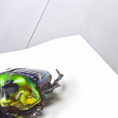 Scarabidae Beetle from Mexico Phanaeus mexicanus by Anonymous