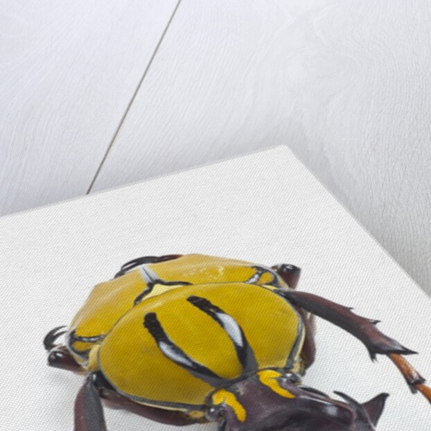 Beetle from Thailand Dicranocephalus wallichi viewed from front by Anonymous