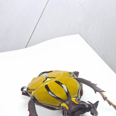 Beetle from Thailand Dicranocephalus wallichi viewed from front by Anonymous