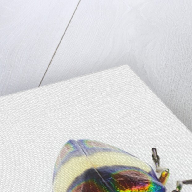 Jewel Beetle Chrysochroa toulgoeti from Malaysia by Anonymous
