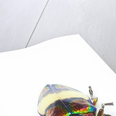 Jewel Beetle Chrysochroa toulgoeti from Malaysia by Anonymous