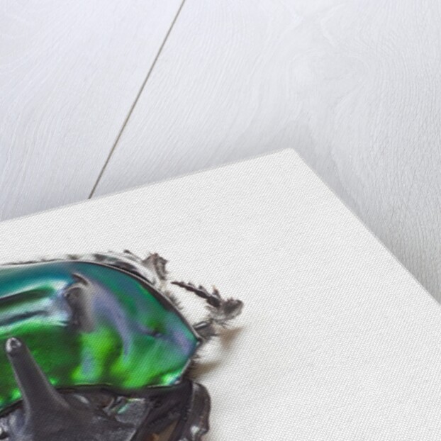Scarabidae Beetle from Peru Oxysternus selenium by Anonymous