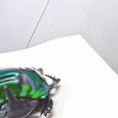 Scarabidae Beetle from Peru Oxysternus selenium by Anonymous