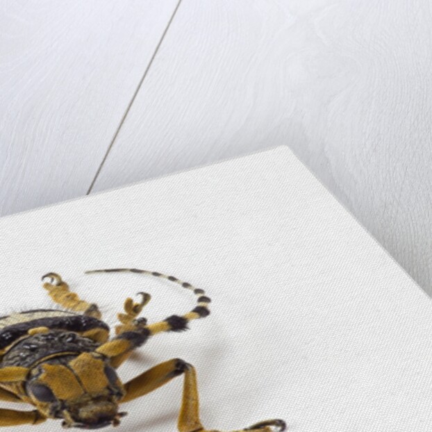 Head on view of Long Horned Beetle by Anonymous