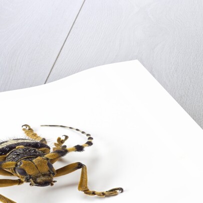 Head on view of Long Horned Beetle by Anonymous
