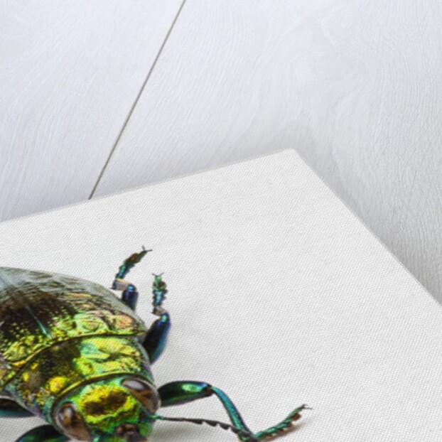 Face on view of Jewel Beetle Chrysodema smaragdula by Anonymous
