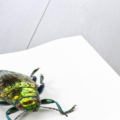 Face on view of Jewel Beetle Chrysodema smaragdula by Anonymous