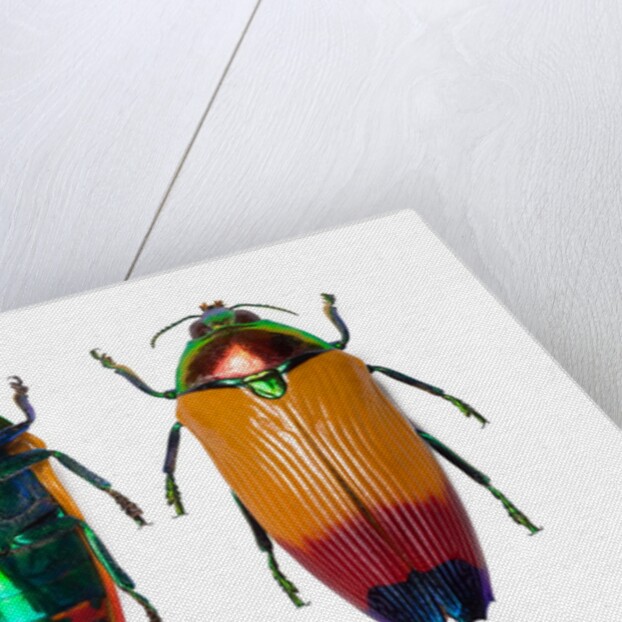 Jewel Beetle Metaxymorpha nigrofasicata by Anonymous