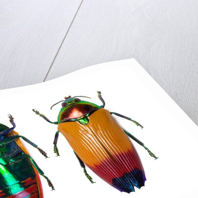 Jewel Beetle Metaxymorpha nigrofasicata by Anonymous