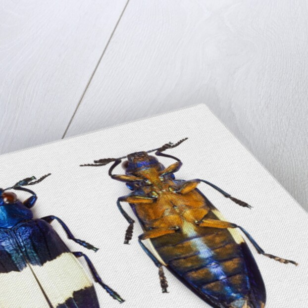 Chrysochroa castelnaudi castelnaudi from Malaysia by Anonymous