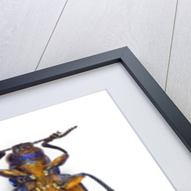 Chrysochroa castelnaudi castelnaudi from Malaysia by Anonymous