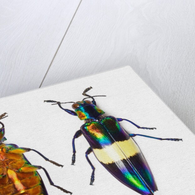 Jewel Beetle Chrysochroa toulgoeti from Malaysia by Anonymous