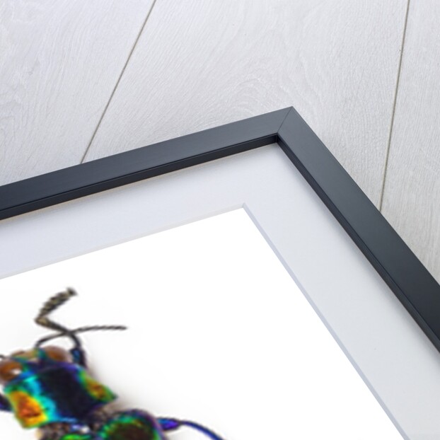 Jewel Beetle Chrysochroa toulgoeti from Malaysia by Anonymous