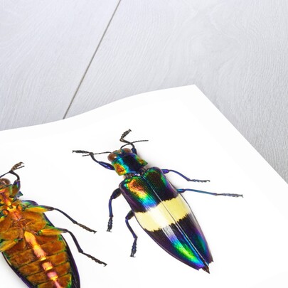 Jewel Beetle Chrysochroa toulgoeti from Malaysia by Anonymous