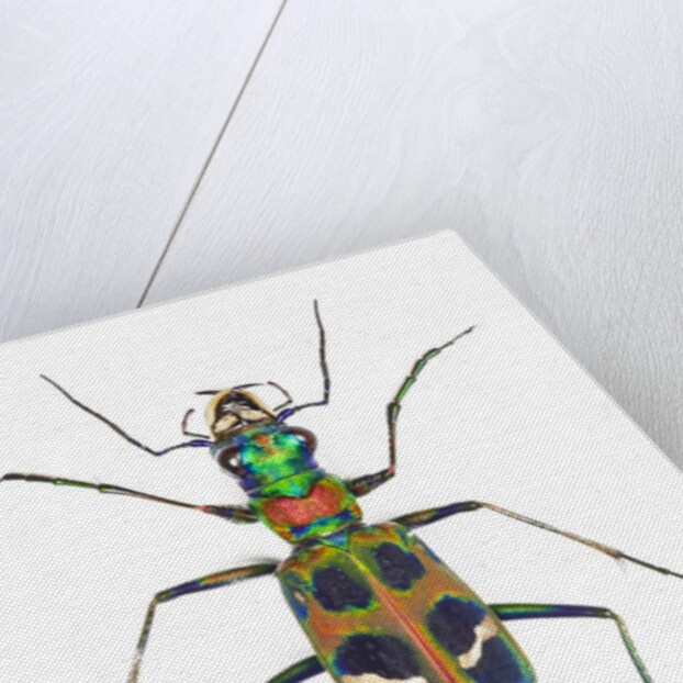 Small colorful beetle from Korea Cicindela chinensis by Anonymous
