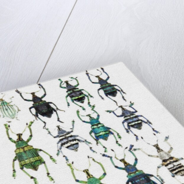 Poster with variations of Beetles Eupholus by Anonymous