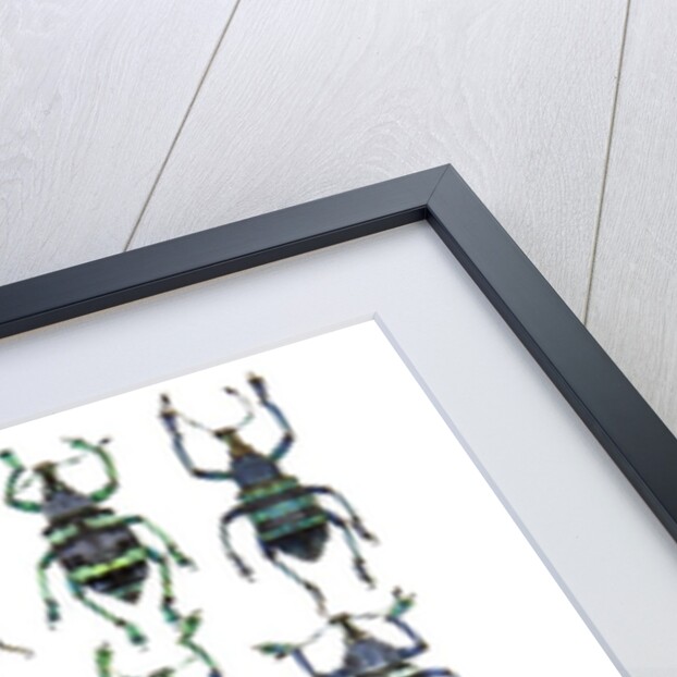 Poster with variations of Beetles Eupholus by Anonymous