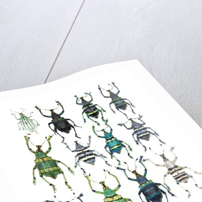 Poster with variations of Beetles Eupholus by Anonymous