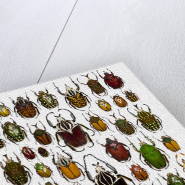 Flower Beetle Poster Cetonidae by Anonymous