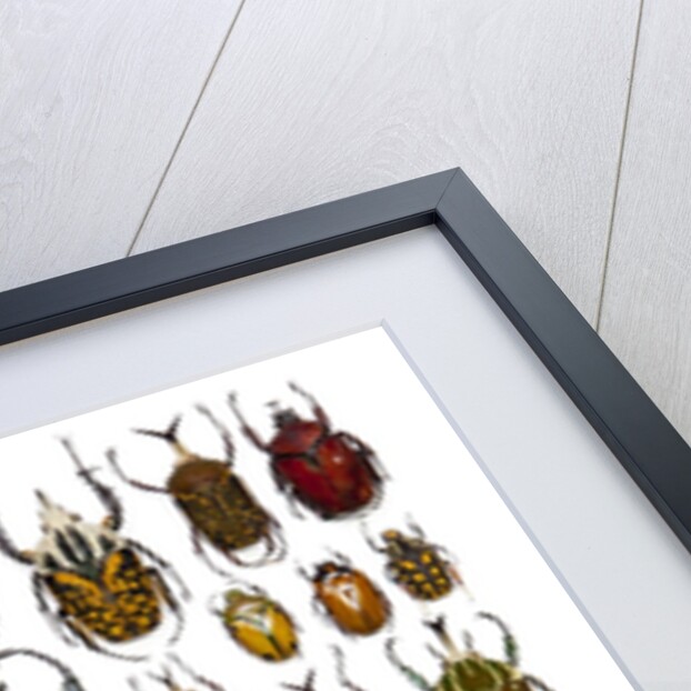 Flower Beetle Poster Cetonidae by Anonymous