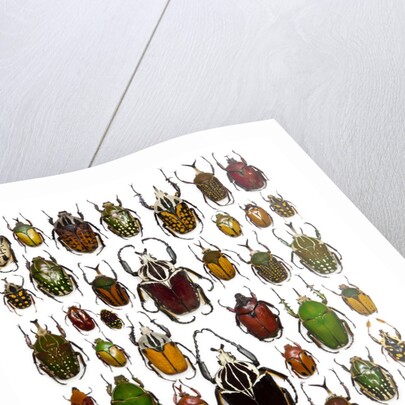 Flower Beetle Poster Cetonidae by Anonymous