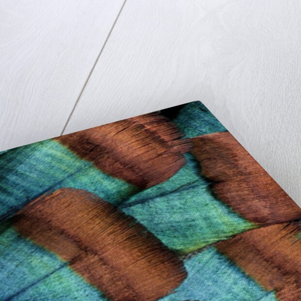 Oscellated Tujrkey feather pattern blues and golden tans by Anonymous