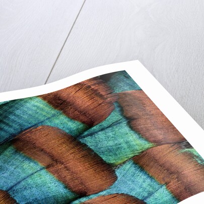 Oscellated Tujrkey feather pattern blues and golden tans by Anonymous