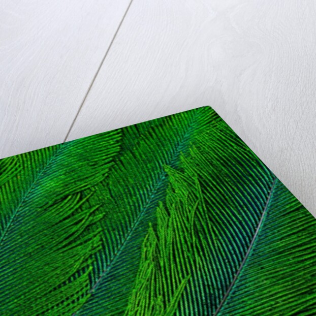 Resplendent Quetzal green tail feathers in layered feather design from Costa Rica by Corbis