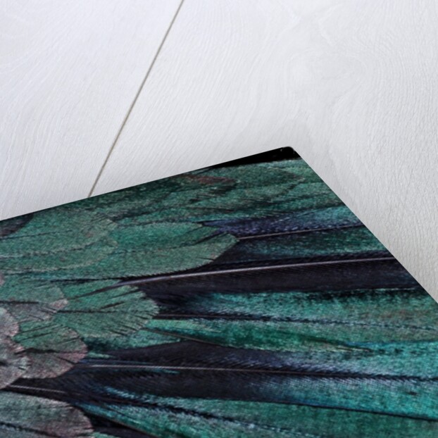 Superb Bird of Paradise feather design as they radiate outwards by Anonymous