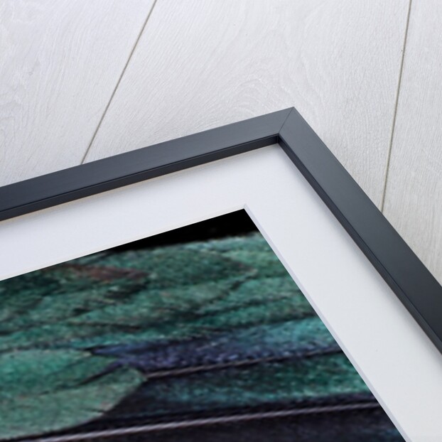 Superb Bird of Paradise feather design as they radiate outwards by Anonymous