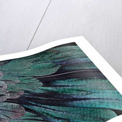 Superb Bird of Paradise feather design as they radiate outwards by Anonymous