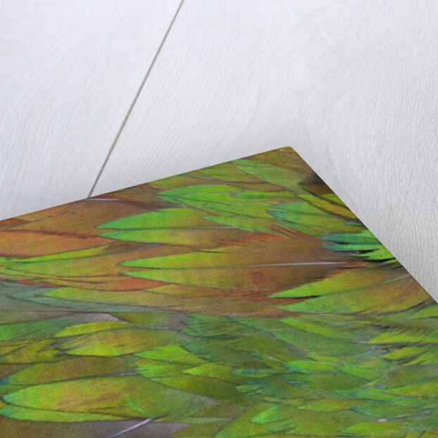 Green wing shoulder design Nicobar Pigeon by Anonymous