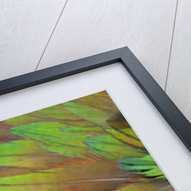 Green wing shoulder design Nicobar Pigeon by Anonymous