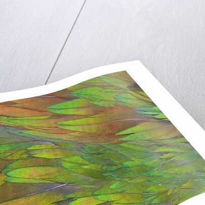 Green wing shoulder design Nicobar Pigeon by Anonymous