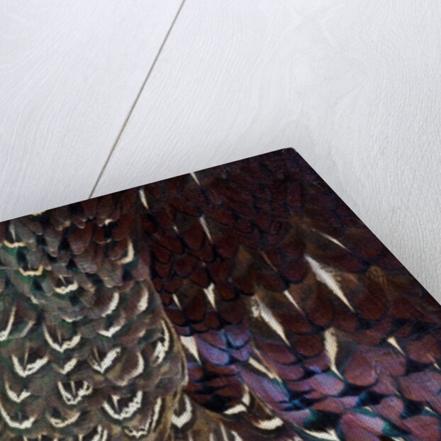 Back and wing colorful feather pattern of Ring-necked Pheasant by Anonymous