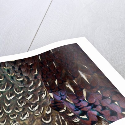 Back and wing colorful feather pattern of Ring-necked Pheasant by Anonymous
