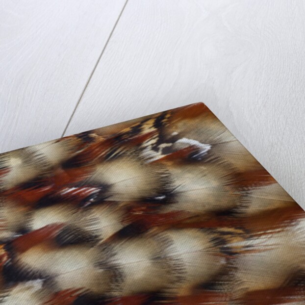 Cabotsd Tragopan back feather design by Anonymous