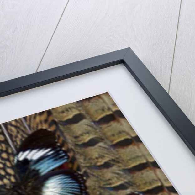 Hypolimas monteironis, the Black-tipped Diadem Butterflies on Pheasant Tail feathers by Anonymous